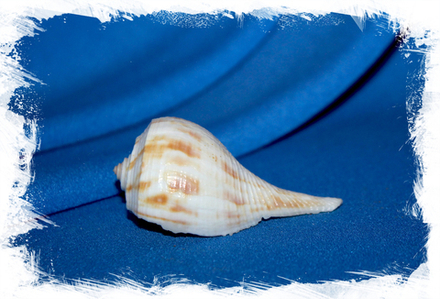 Бусикон спиратум (Busycon spiratum), 6см, 1шт.