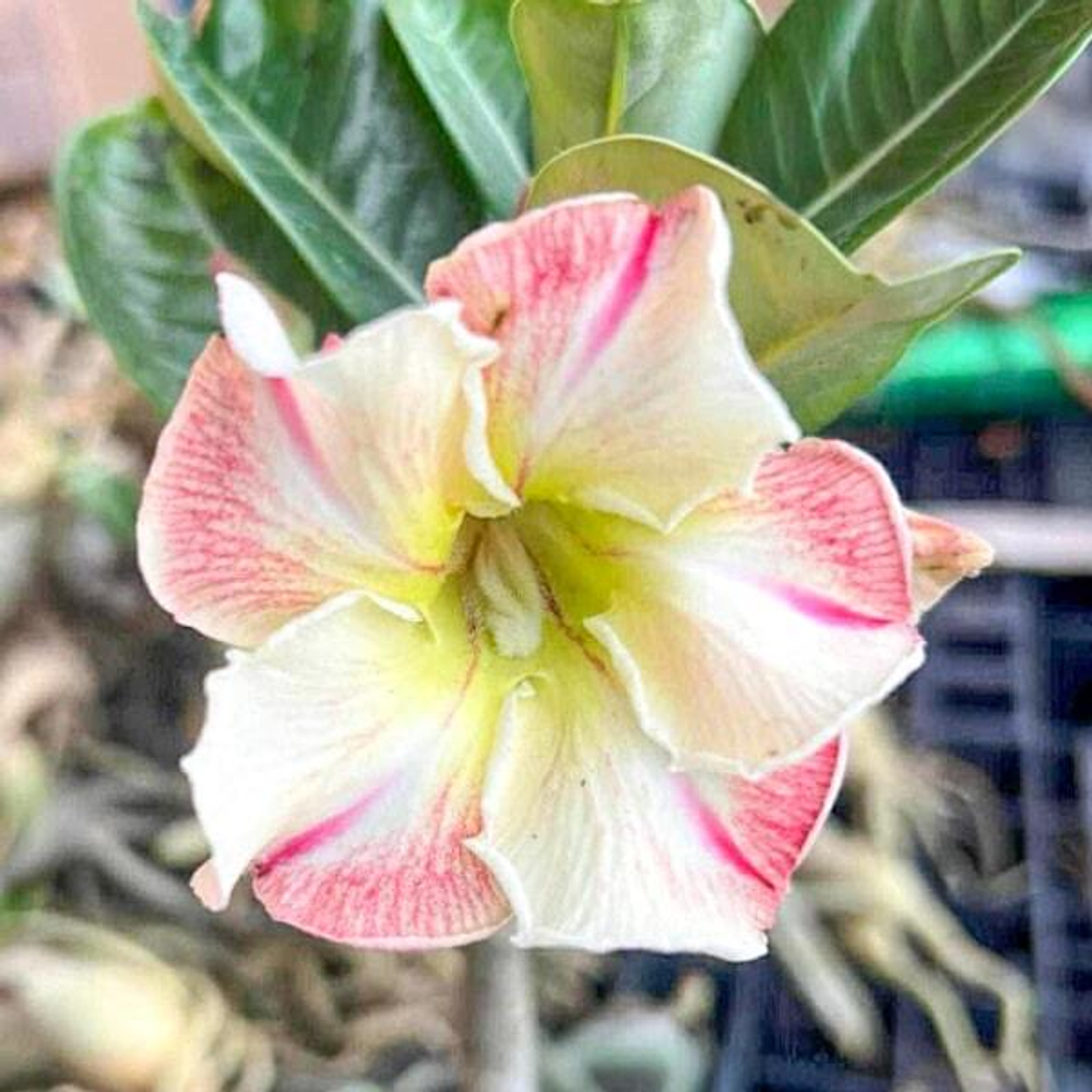 Адениум WAN MAI