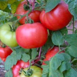 Семена томата Афен F1, Сlause, 5 шт.