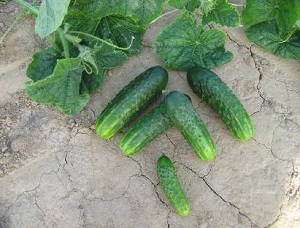 Огурец Циркон F1 7шт Мировые Семена VITA GREEN