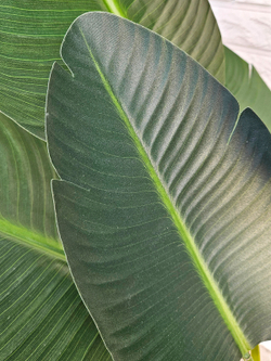 Листья искусственной стрелиции крупным планом — декоративное растение для дома и офиса, искусственные растения для интерьера