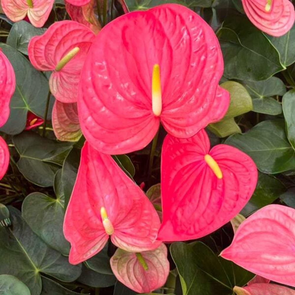 Антуриум Андрэ CALIFORNIA