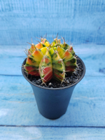 Gymnocalycium Variegata (Гимнокалициум Вариегатный)