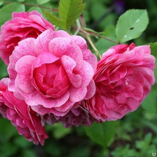 Роза канадская Морден Руби С4 Закупка М43 июнь 2026