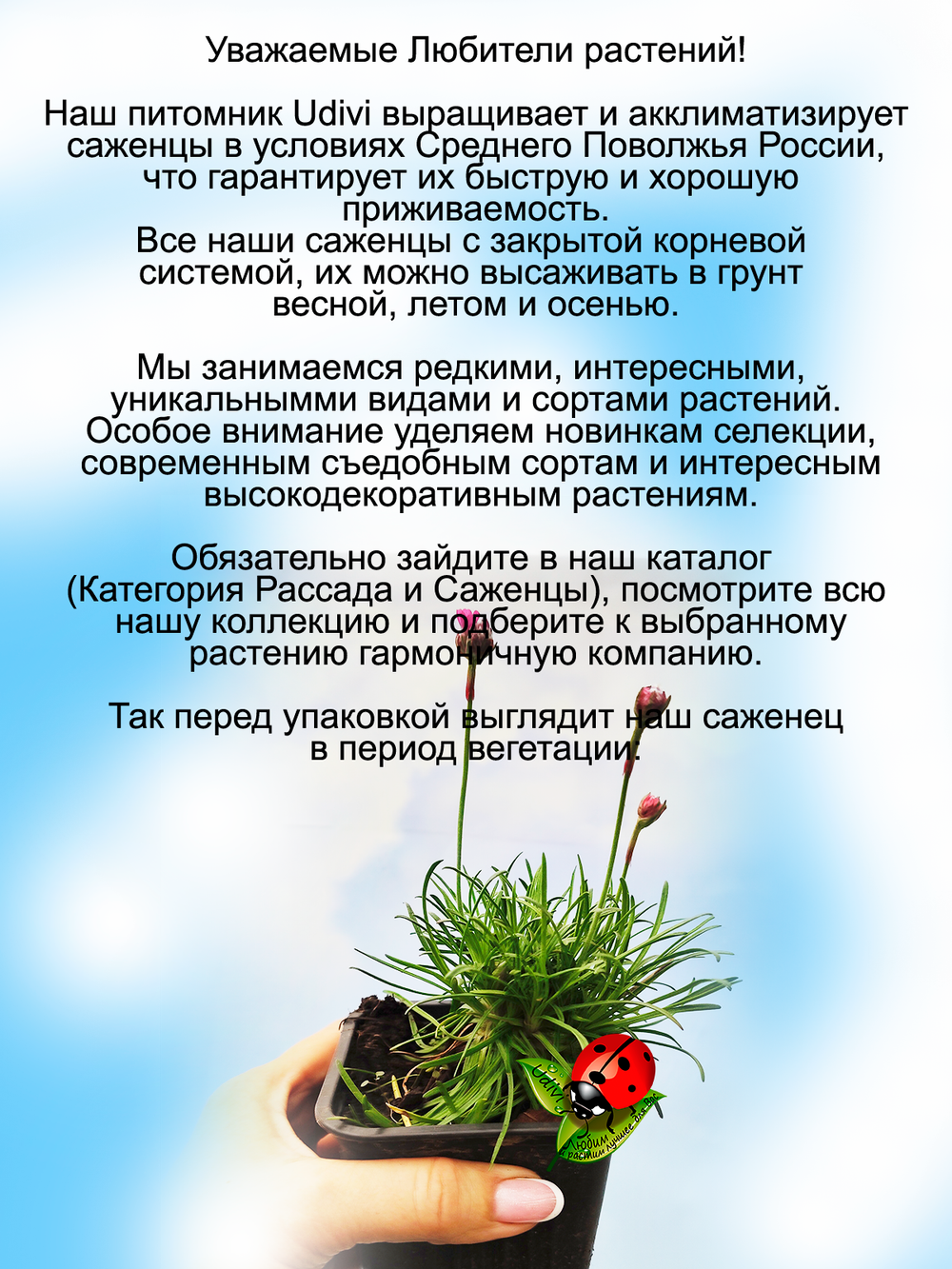 Армерия приморская розовая Армада Пинк многолетник