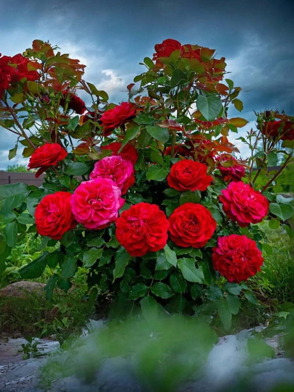 Роза флорибунда Мона Лиза