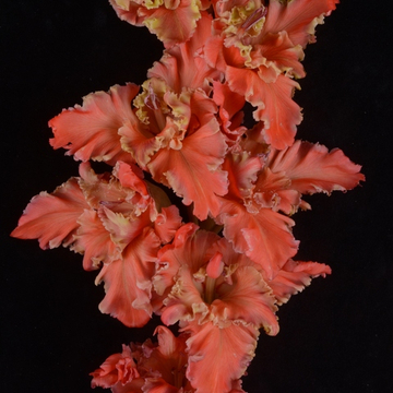 Гладиолус крупноцветковый Чамба Вамба