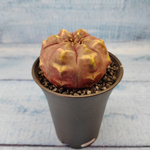 Gymnocalycium Daydream (Гимнокалициум)