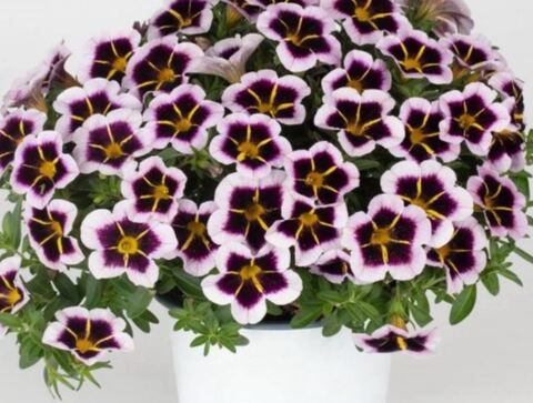 Калибрахоа Калитастик бордэукс стар