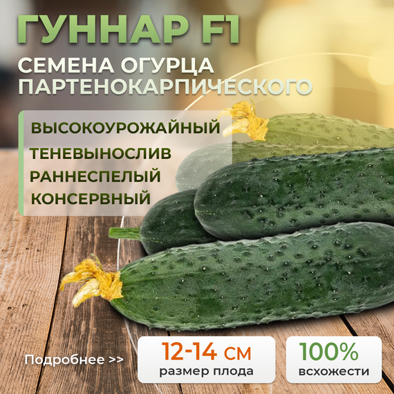 ГУННАР F1 семена огурца Enza Zaden культура