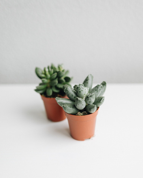 Суккуленты Очиток и Адромискус