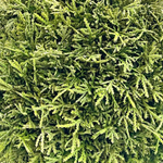 Туя шар, диаметр 35 см