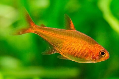 Тетра Аманда