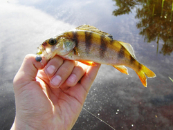 Мягкая приманка Lucky John BABY ROCKFISH 2,4in (61 мм), цвет 033, 10 шт.