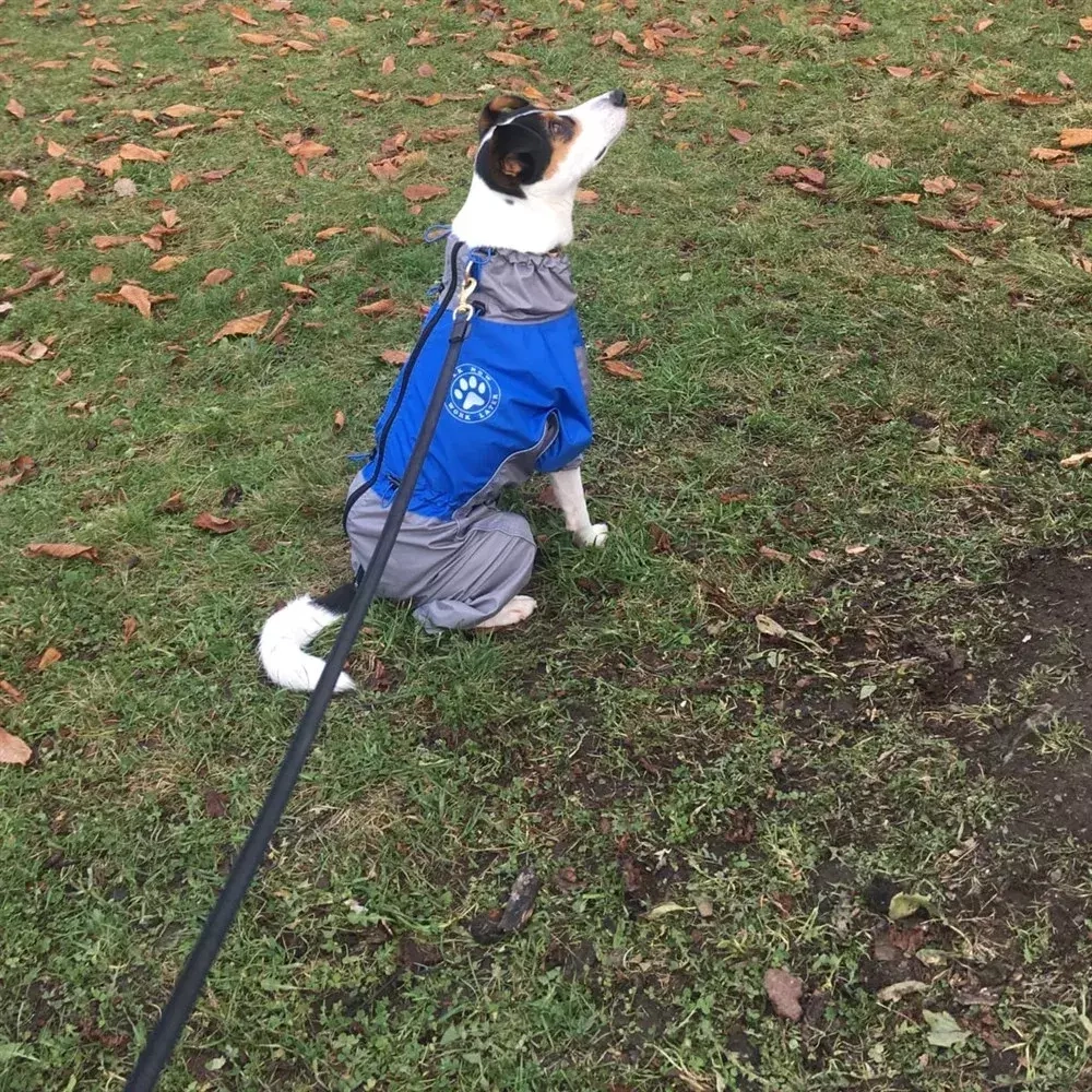 комбинезон весна/осень на кобеля водоотталкивающий сине-серый