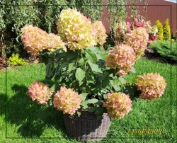 Гортензия метельчатая Граффити (Hydrangea paniculata `Graffiti`)