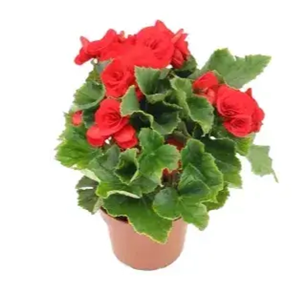 Бегония красивоцветущая