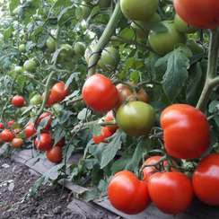 ЭТЕРИ F1 семена томата (Seminis | Alexagro)