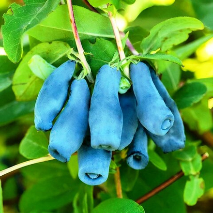 Жимолость Дочь великана