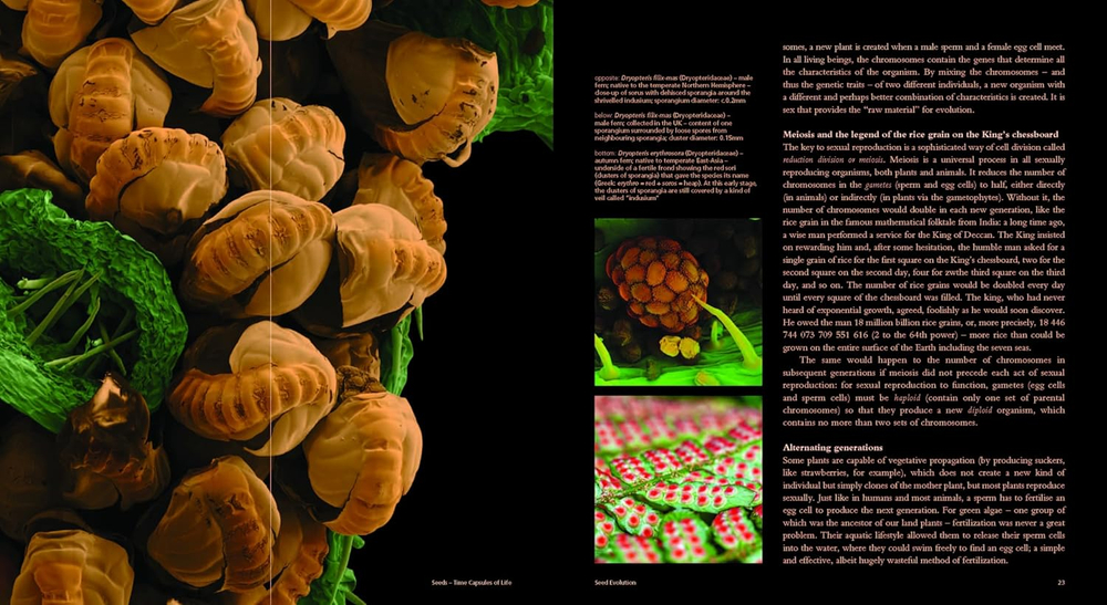 Seeds: Time Capsules of Life