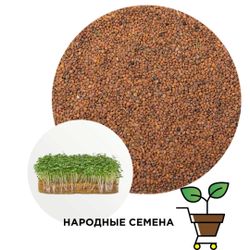 Руккола пикантная