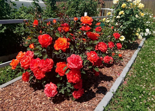 Роза Супер труппер штамб 90-100 см Закупка М17 весна 2026