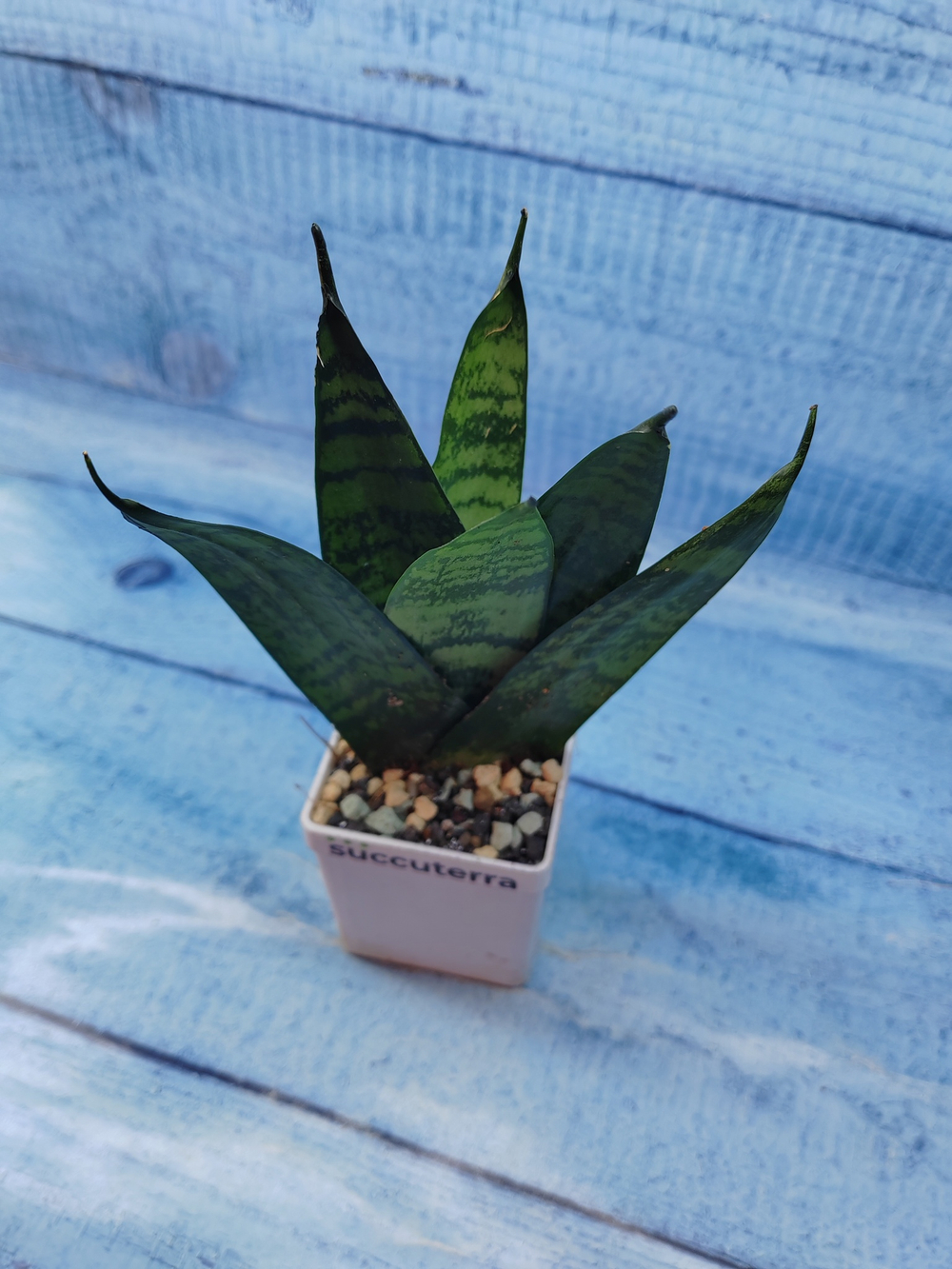 Sansevieria Zeylanica Fan (Сансевиерия)