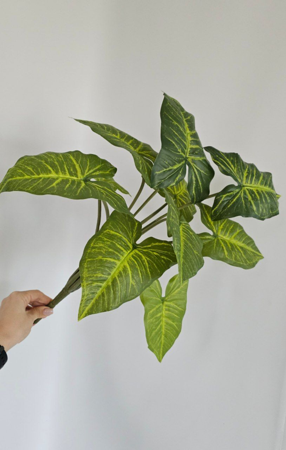 Калатея / Арт 6087