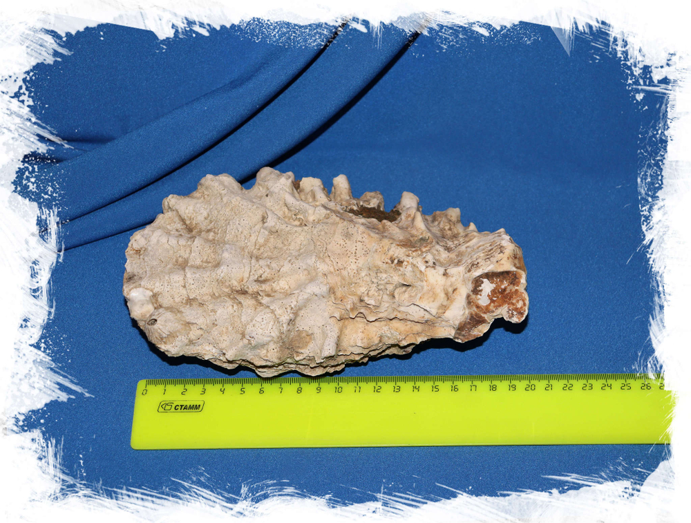 Дальневосточная Устрица 18 см.