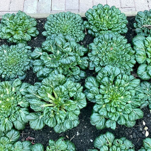 Шпинатная Китайская Капуста Ву Та Цай - 乌塌菜- Spinach Chinese Cabbage Wu Ta Cai