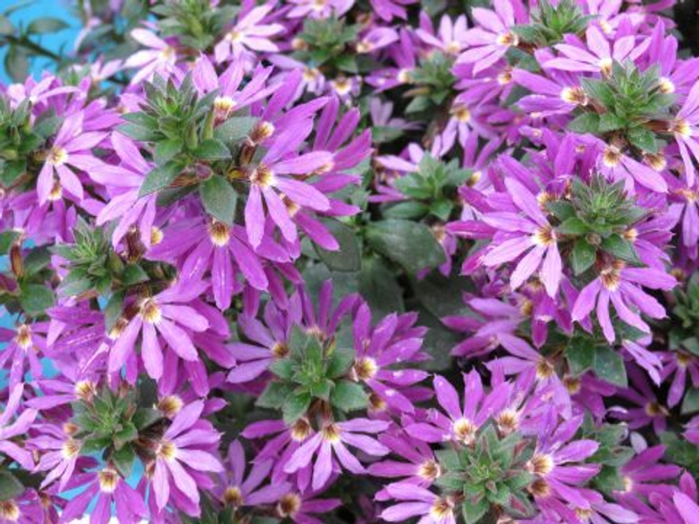 Новинка 2026 ЕВРО Сцевола Scaevola SURDIVA Super Purple неукор черенок ноябрь 2025