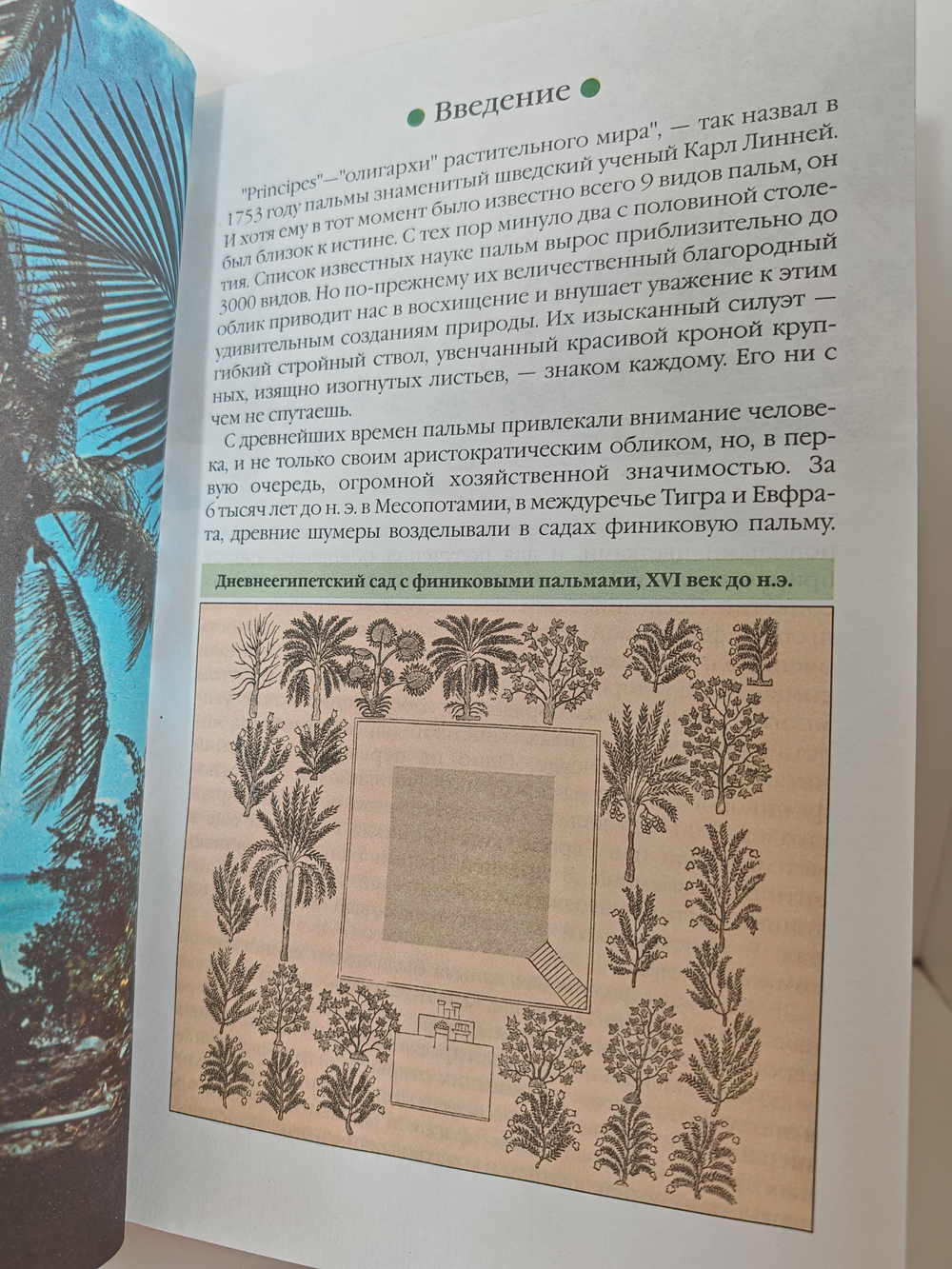 Пальмы (Растения в доме)