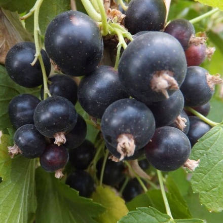 Смородина чёрная Юбилей Орла