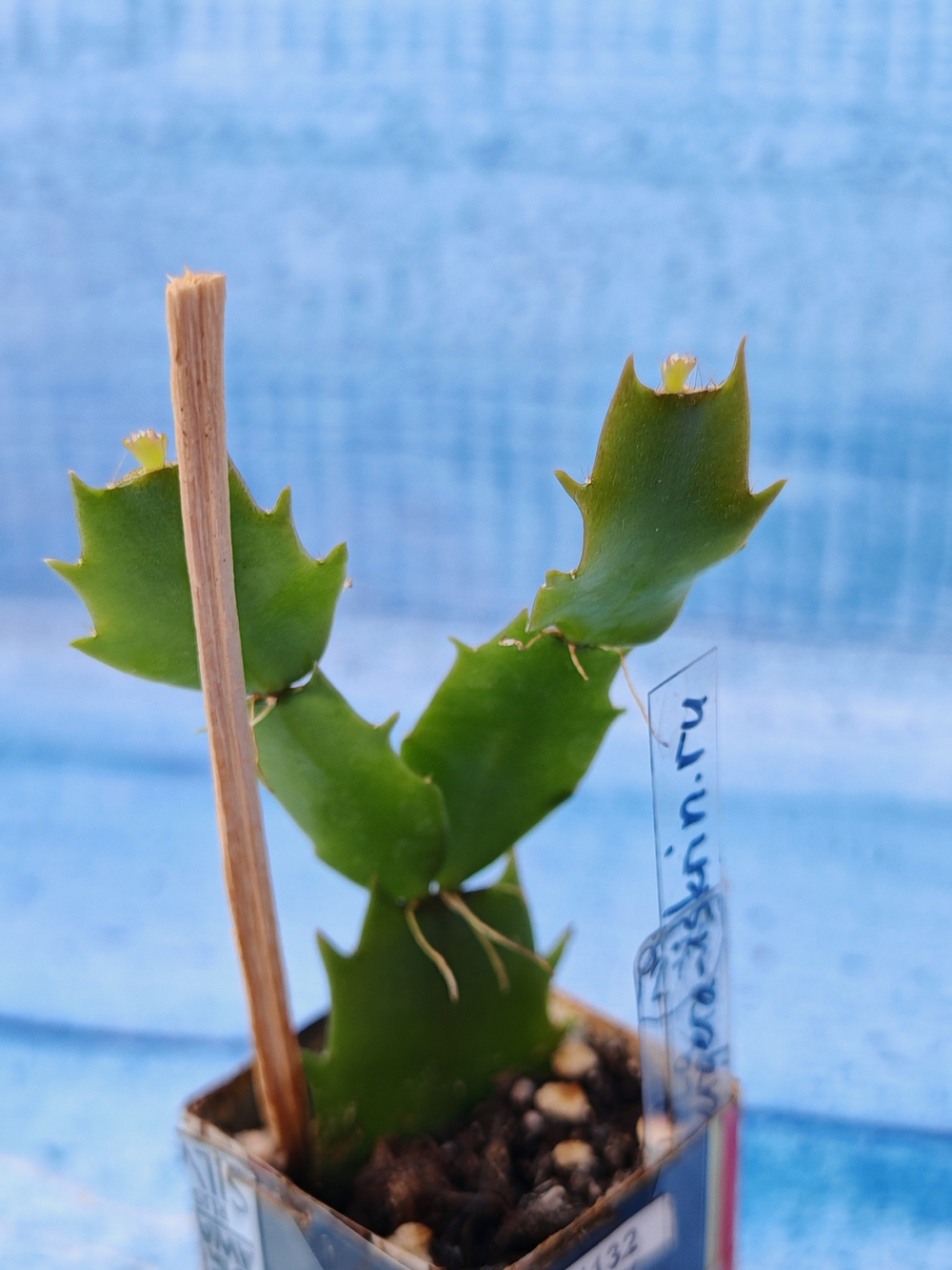 Schlumbergera cv. Thor Vita (Шлюмбергера)