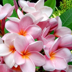 Плюмерия MOUNG POUNG