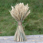 Букет сухоцветов Пшеницы 45х25 см