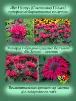 Монарда Би Хеппи бергамот гибридная красная