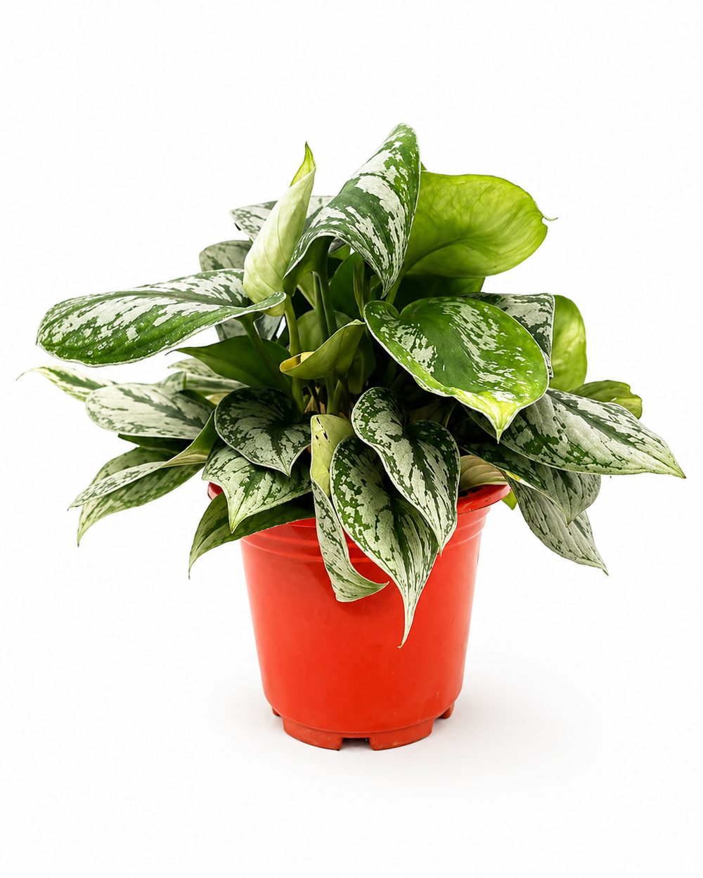 Сциндапсус