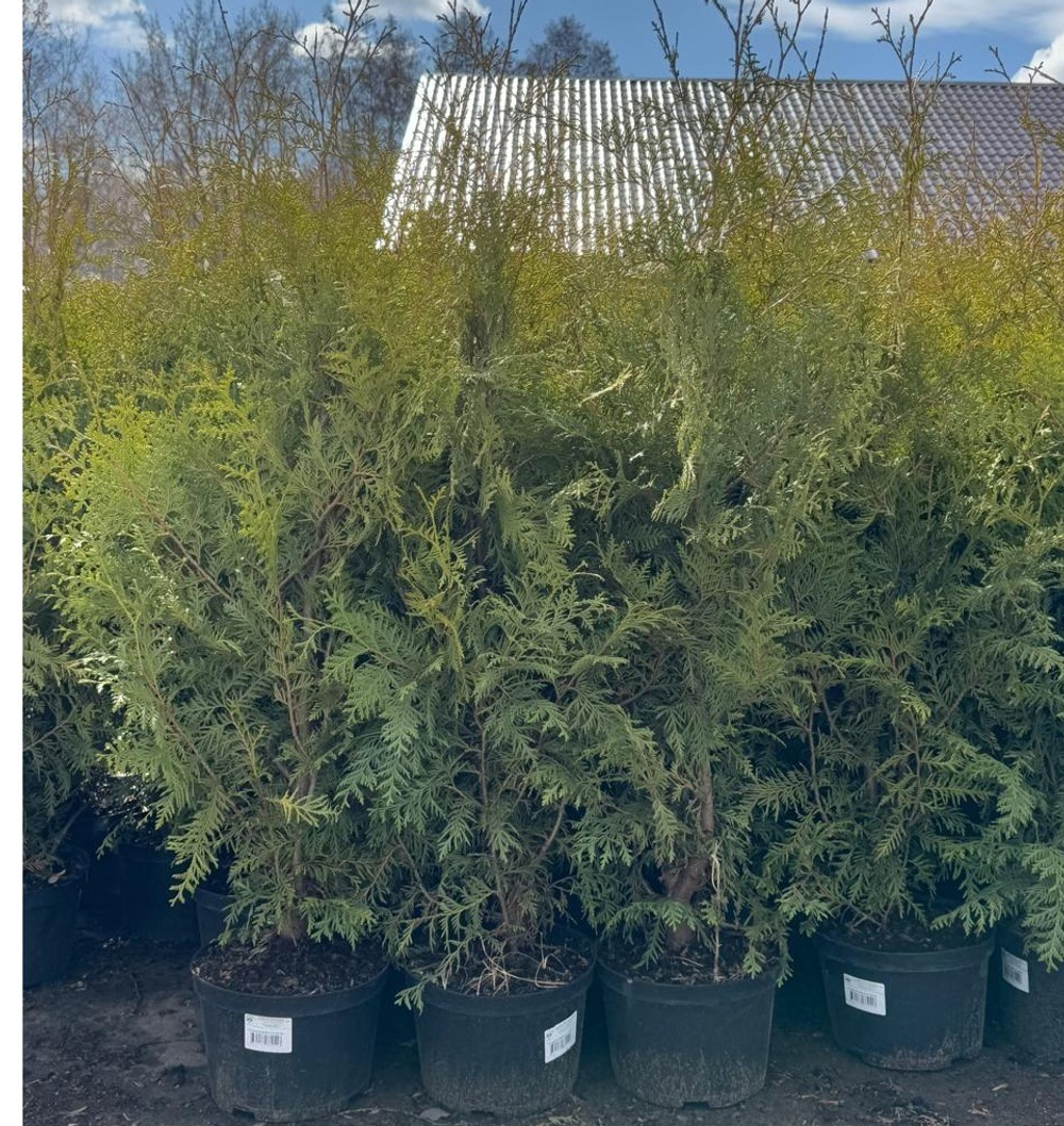 Туя западная Брабант С20 125-150