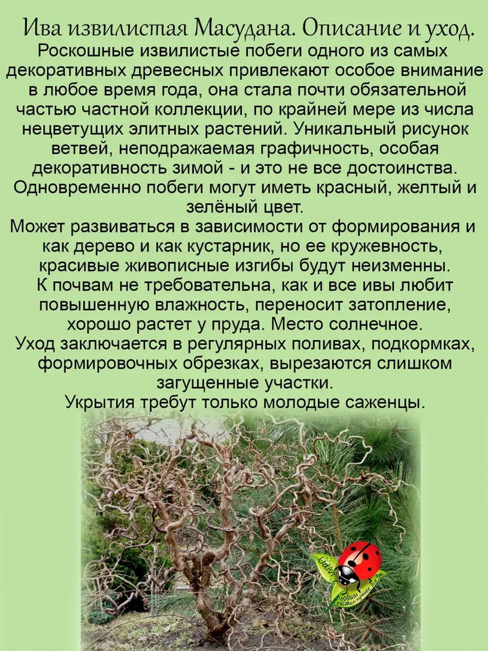 Ива Матсудана извилистая