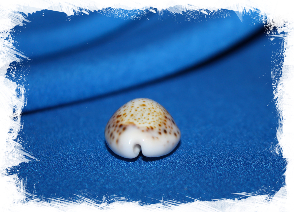 Ципрея турдус (Cypraea turdus)