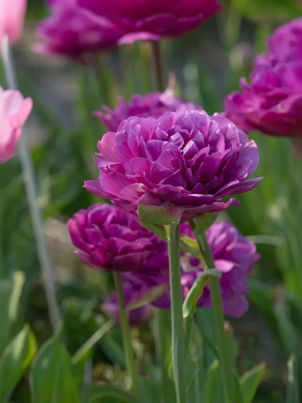 Тюльпан Пионовидный Блюберри Айс