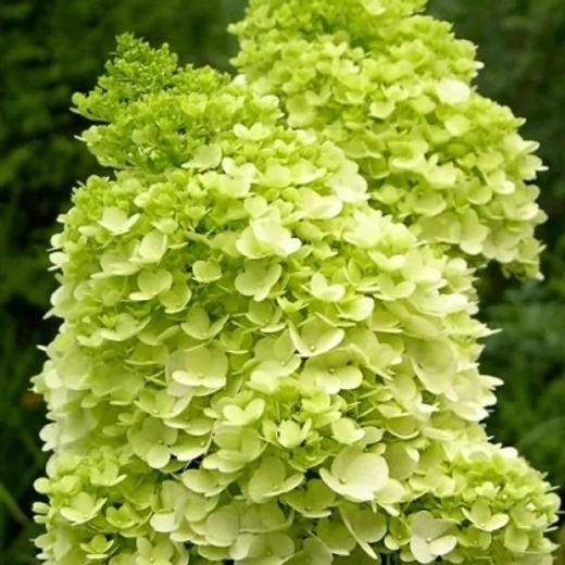 Гортензия метельчатая Мохито (7/8 веток) Закупка М59 апрель 2026