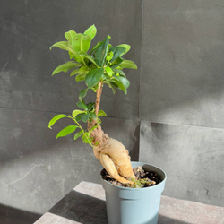 Фикус микрокарпа (Ficus microcarpa Ginseng)