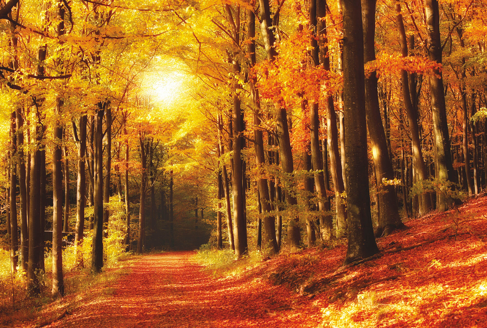 Коллекция Лес