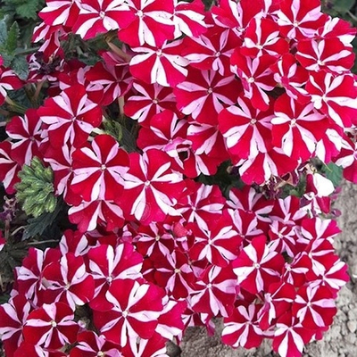 В6 Вербена Samira Deep Red Star