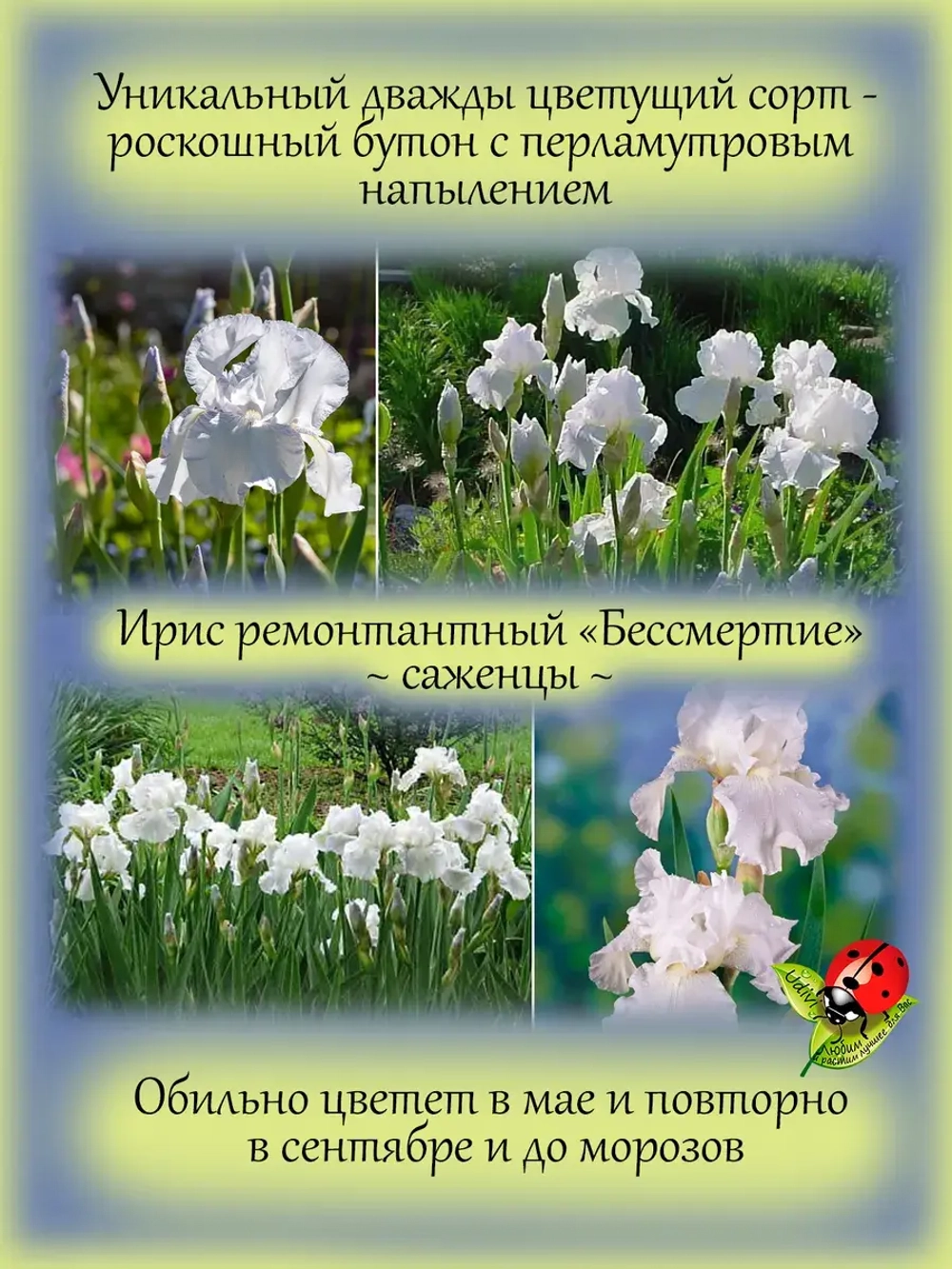 Ирис Бессмертие ремонтантный Имморталити