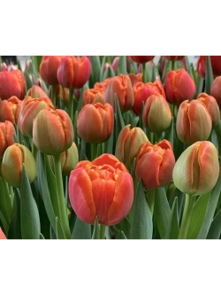 Тюльпаны пионовидные ,луковицы 12+ сорт ICOON красные (3шт)