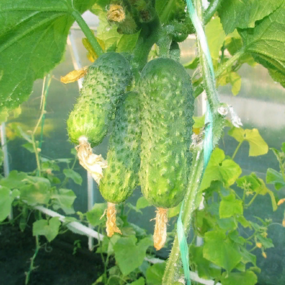 ПАСАМОНТЕ F1 семена огурца Syngenta купить – фото 2