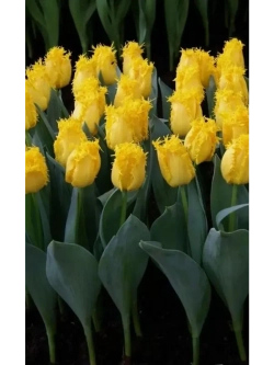 Тюльпаны Rebellious Yellow 4 шт, набор луковиц